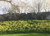 York City Walls in spring